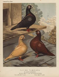 Pigeons: Flying Tumblers, Clean Legged, Black-Mottled or Rosewinged, Yellow-Mottled, Red-Mottled