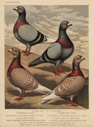 Pigeons: Homing Pigeons