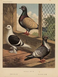 Pigeons: Hyacinth; Shield; Suabian