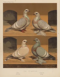 Pigeons: Ice Pigeons, Ural, Siberian, Silver, Blue