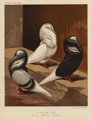 Pigeons: Jacobins, Blue, White, Black