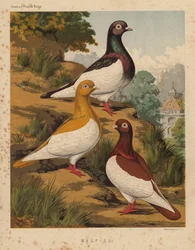 Pigeons: Magpies