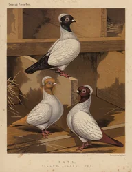 Pigeons: Nuns, Yellow, Black, Red