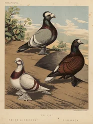 Pigeons: Priest; Swiss or Crescent; Fire-Back