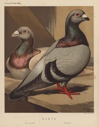 Pigeons: Runts, Silver, Blue