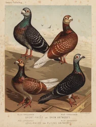 Pigeons: Short-Faced or Show Antwerps, Blue-Chequered, Red-Chequered; Long-Faced or Flying Antwerps, Red-Chequered, Blue-Chequered