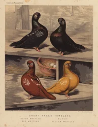 Pigeons: Short Faced Tumblers, Black Mottled, Black, Red Mottled, Yellow Mottled