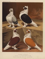 Pigeons: Turbiteens, Blue and Black, Crested, Red and Yellow, Plain Headed