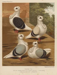 Pigeons: Turbits, Blue Chequer and Silver, Shell Crown, Blue, Point Crests