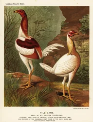 Pile game, cock and hen