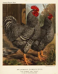 Plymouth Rock chickens
