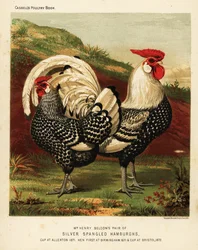 Silver spangled Hamburgh cock and hen