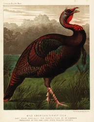 Wild American Turkey Cock, Meleagris Gallopavo