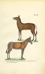 Asian Wild Horses: Dziggetai and Onager