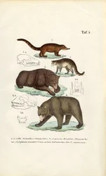 Bears and Related Carnivores with Skull Details