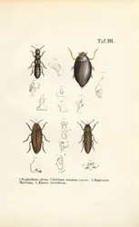 Beetle Anatomy