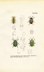 Beetle Species with Morphological Detail Views