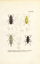 Beetles of the Darkling Beetle Family