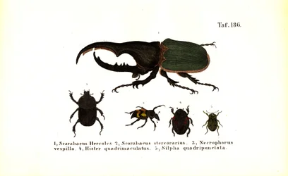 Beetles of the Scarabaeidae and Silphidae Families
