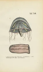 Bell Jellyfish and Barrel Jellyfish