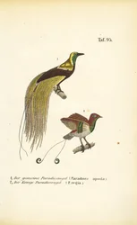 Birds-of-Paradise from New Guinea