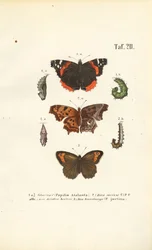 Butterflies and Their Developmental Stages