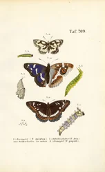 Butterflies with Caterpillars and Metamorphosis Stages