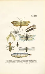 Caddisflies, Stoneflies and Termites with Developmental Stages