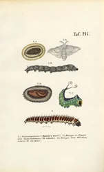 Caterpillars and Developmental Stages of Economically Important Moths