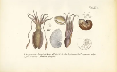 Cephalopods: Cuttlefish, Paper Nautilus and Chambered Nautilus