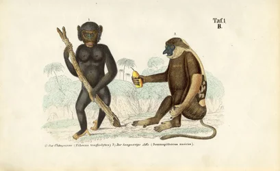 Chimpanzee and Proboscis Monkey