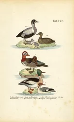 Common Eider, Mandarin Duck and Common Merganser