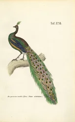Common Peafowl