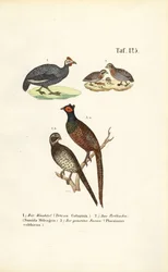 Common Quail, Helmeted Guineafowl and Common Pheasant