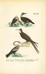 Cormorant, Frigate Bird and Anhinga