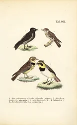 Different Species of Larks