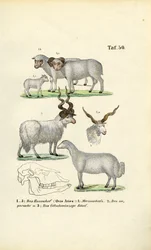 Domestic Sheep and its Breeds