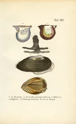 Economically Important Mussel Species
