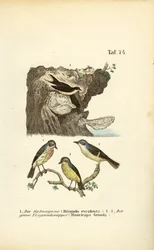 Edible-nest Swiftlet and Spotted Flycatchers