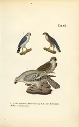 Eurasian Sparrowhawk and Gyrfalcon