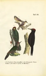 Eurasian Wryneck, European Green Woodpecker and Black Woodpecker
