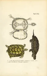 European Pond Turtle and Greek Tortoise