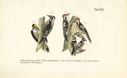 European Woodpecker Species