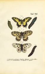 European Butterflies with Caterpillars and Pupae