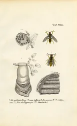 French Wasp, Common Wasp and Paper Wasp Nest