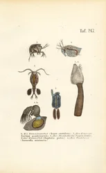 Freshwater Crustaceans and Shell-bearing Microorganisms
