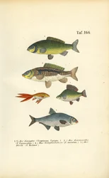 Freshwater Fish of the Carp Family