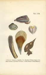 Freshwater Snails and Marine Bivalves