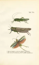 Great Green Bush-cricket, Migratory Locust and Red-winged Grasshopper