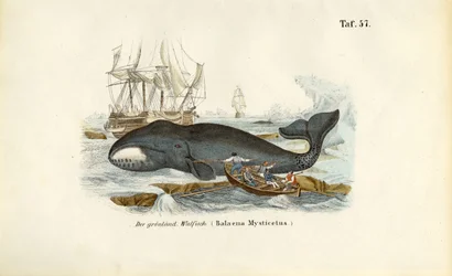 Greenland Whale Being Hunted